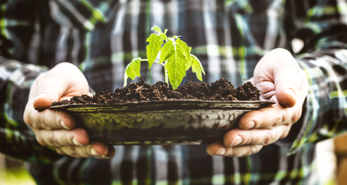 Agricultura ecológica: qué es y cuáles son sus ventajas