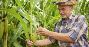 aminoácidos-en-las-plantas