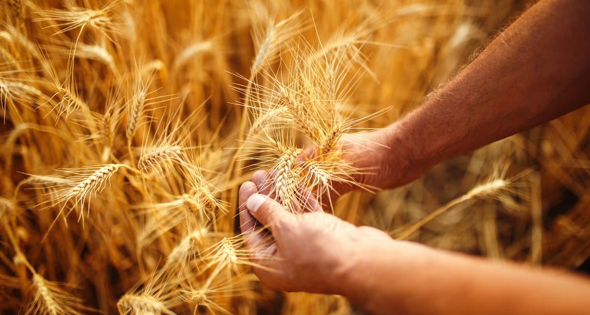 cultivo del trigo tecnicas y consejos