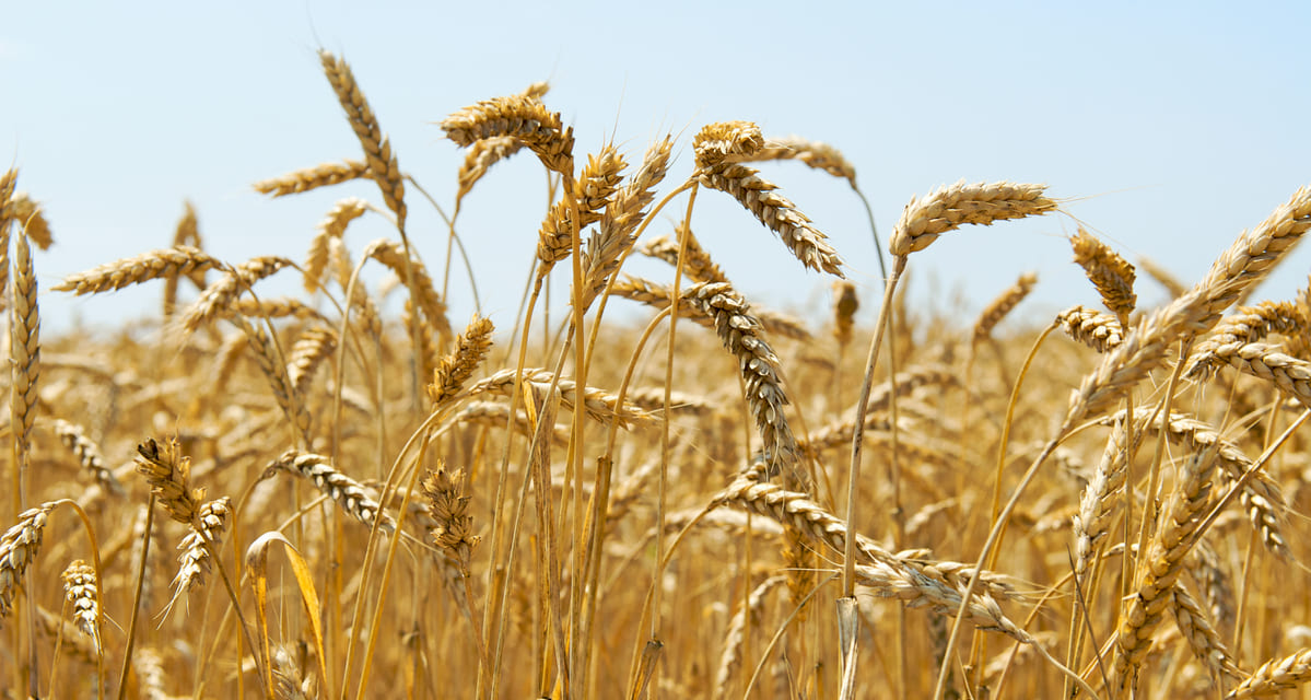 cultivo del trigo