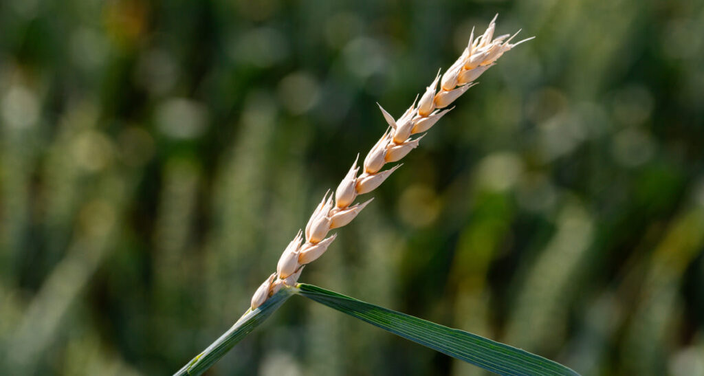 enfermedades del trigo