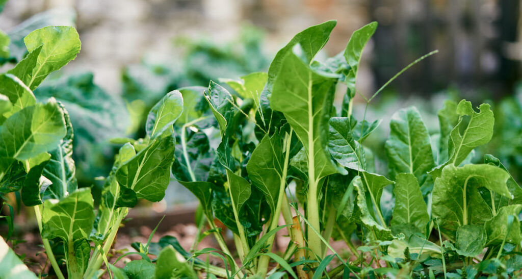 como cultivar acelga