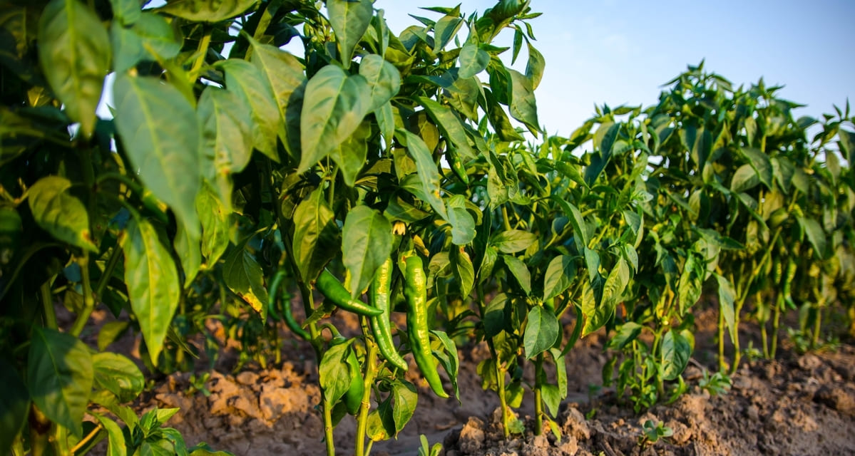 enfermedades del pimiento