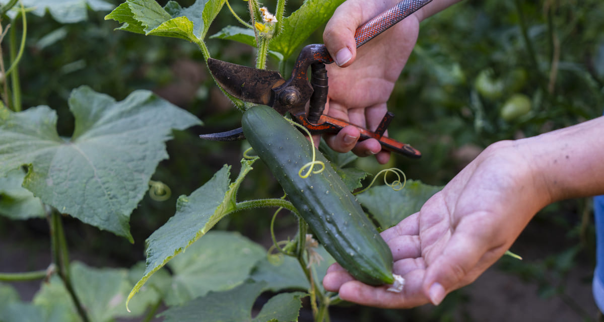 enfermedades del pepino y plagas