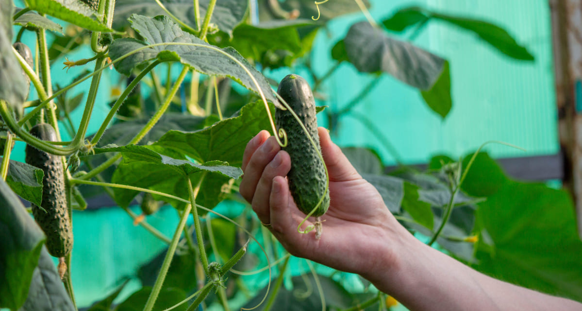 enfermedades del pepino